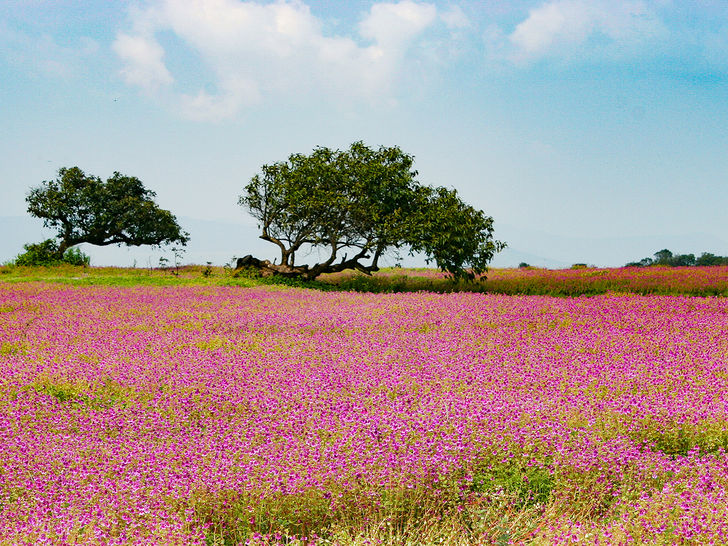 The Kaas Plateau Reserved Forest
