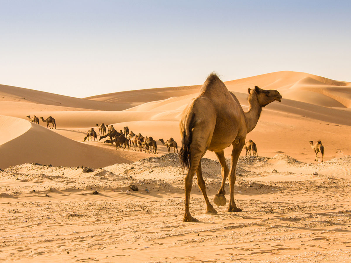 desert tour in qatar