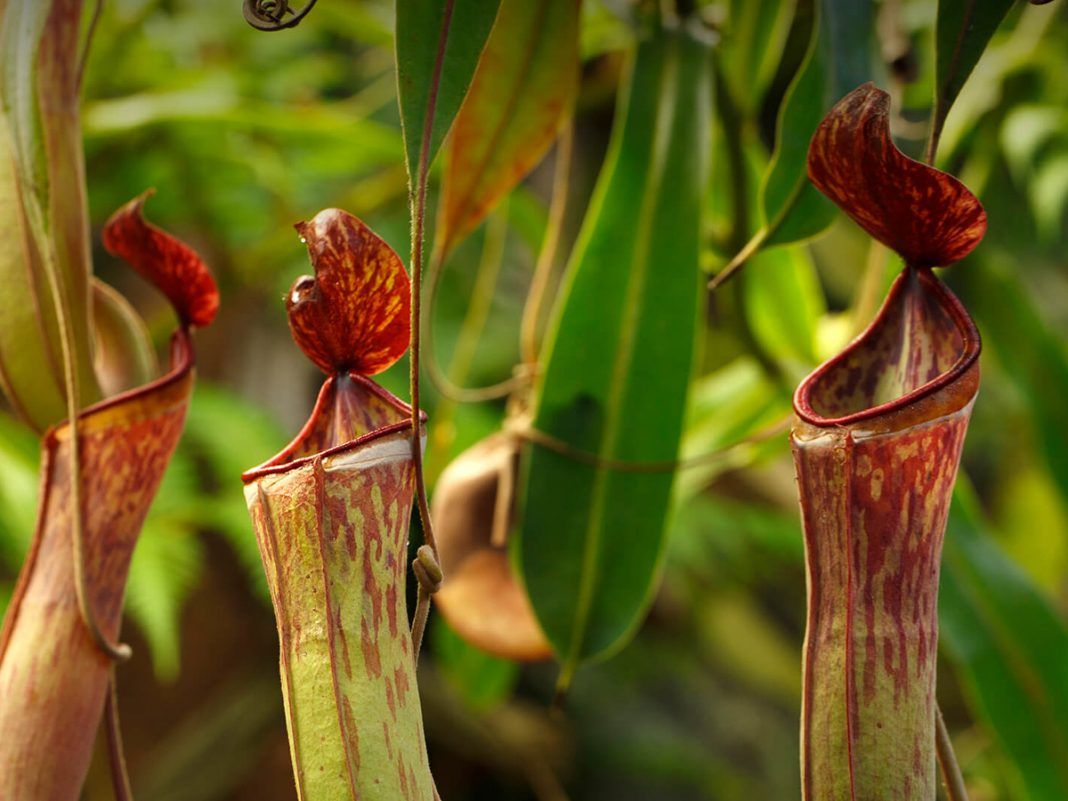 7 Carnivorous Plants That Hunt To Get Their Food