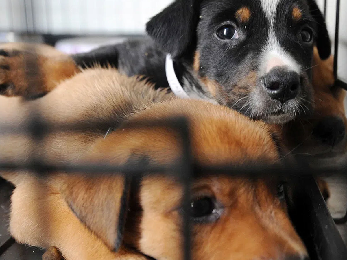 You Can Help Stray Animals Even Without Adopting One