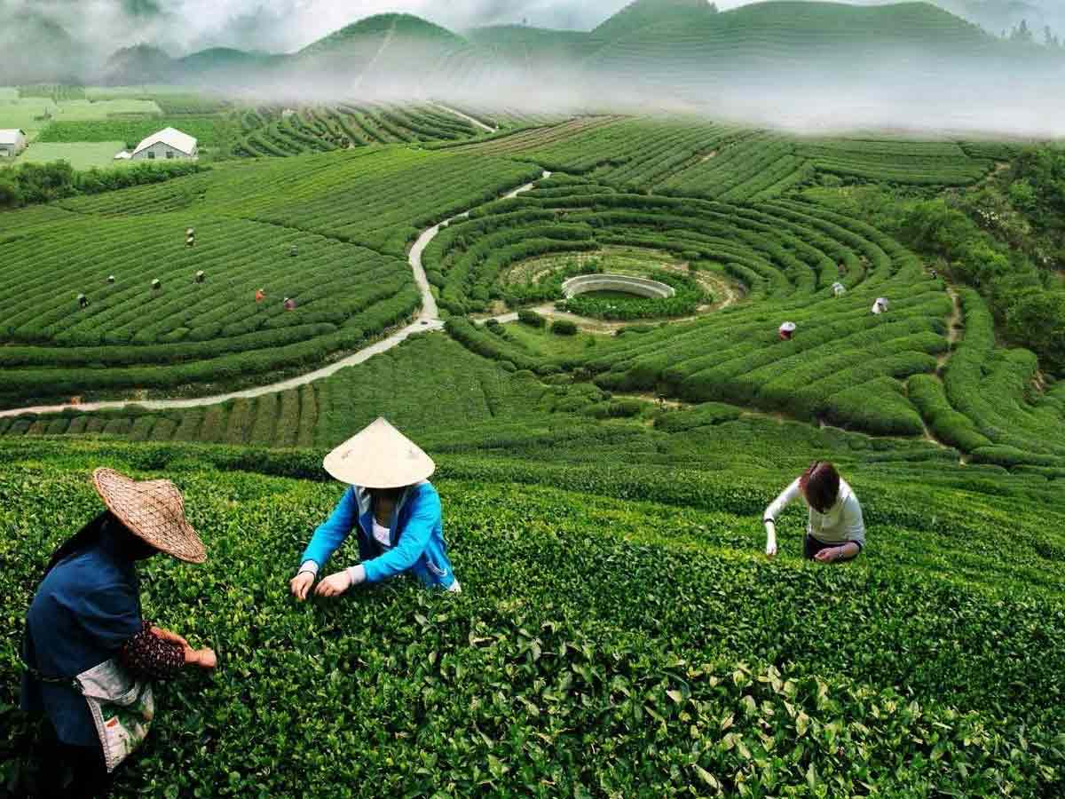 8-largest-tea-producing-nations