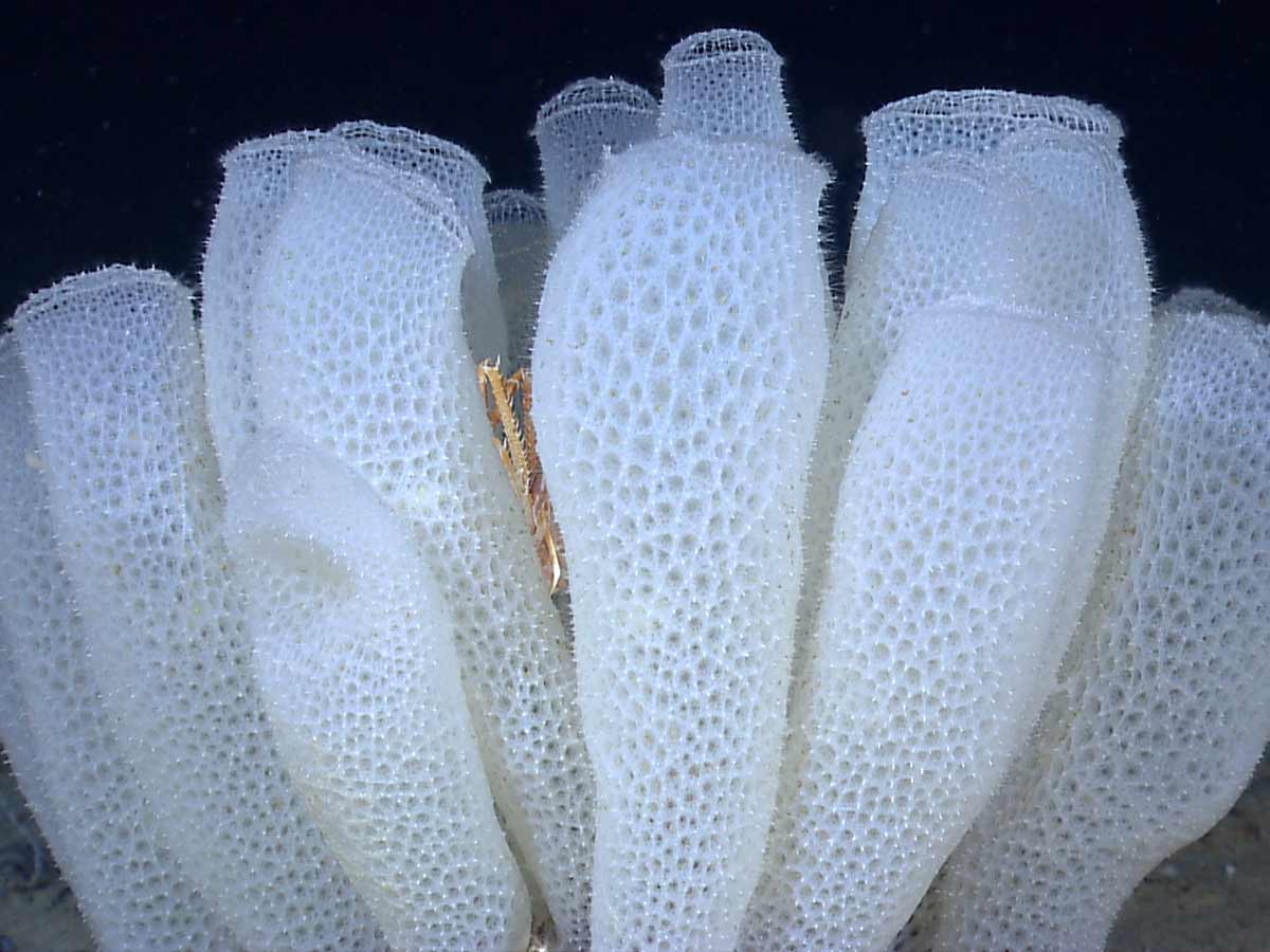 8 Creatures That Can Live Forever