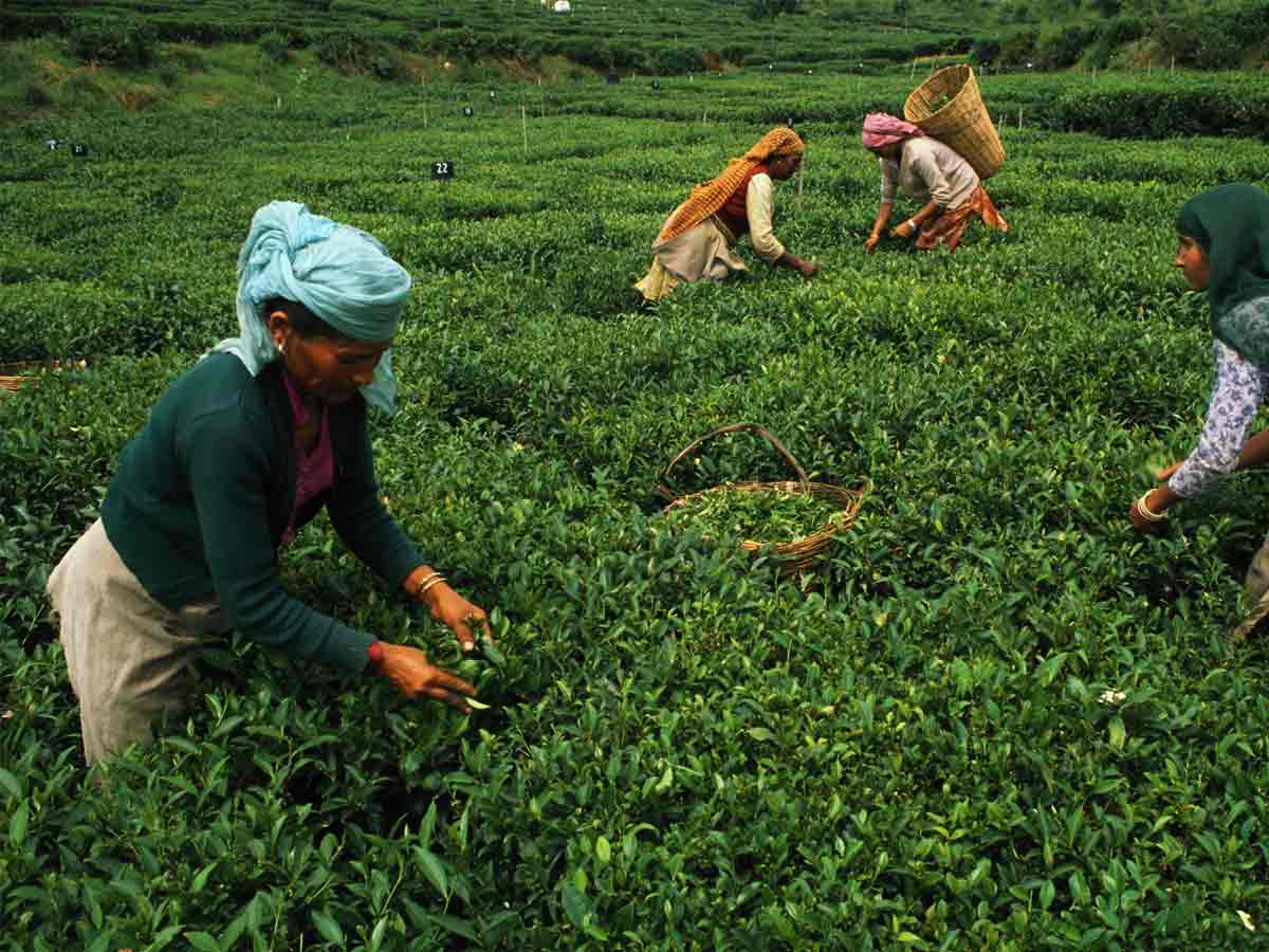 8 Largest Tea producing Nations