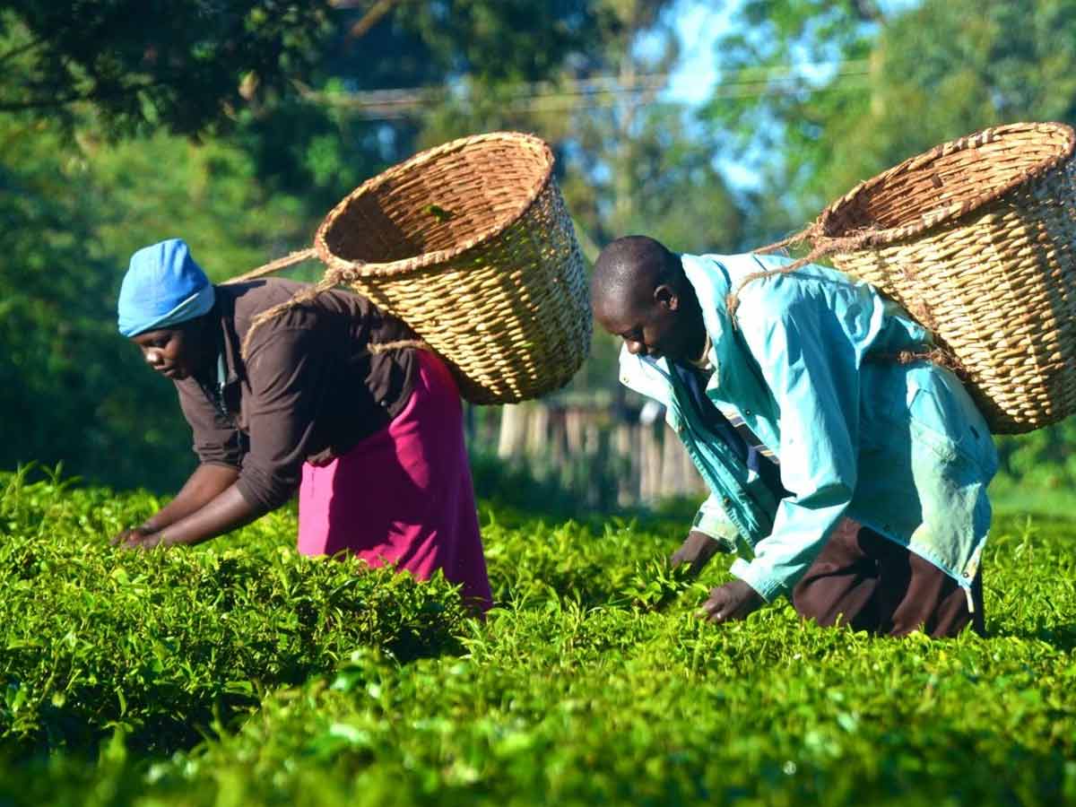 8 Largest Tea producing Nations