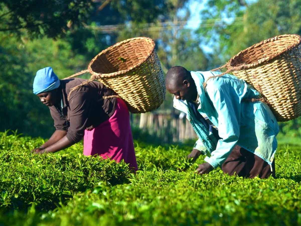 8 Largest Tea Producing Nations