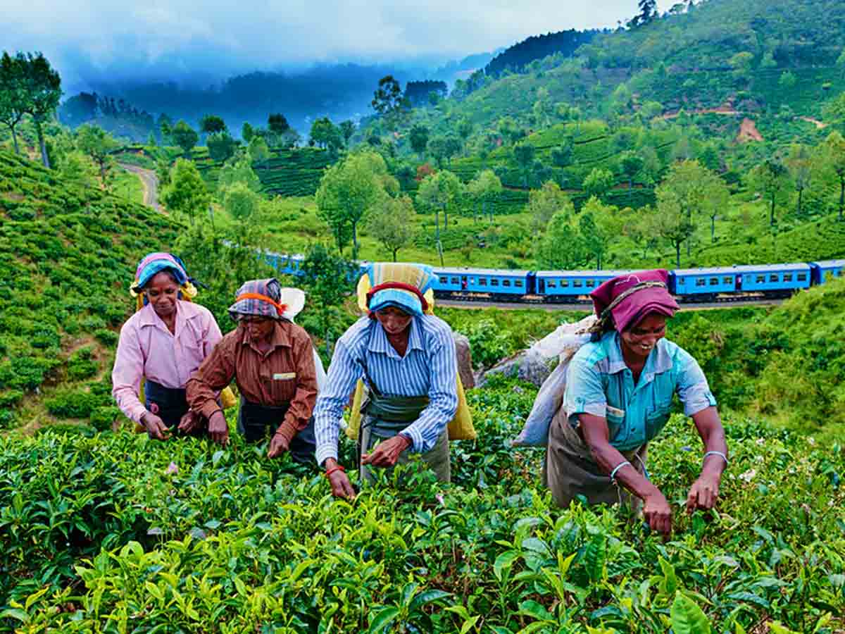 8 Largest Tea producing Nations
