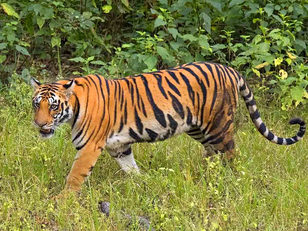 5 Hidden Facts about Bengal Tigers