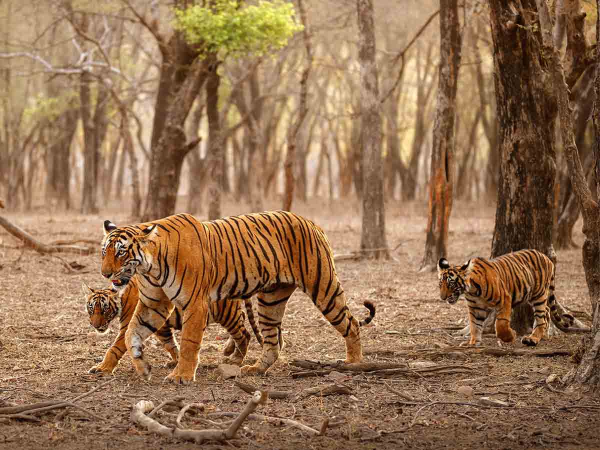 5 Hidden Facts about Bengal Tigers