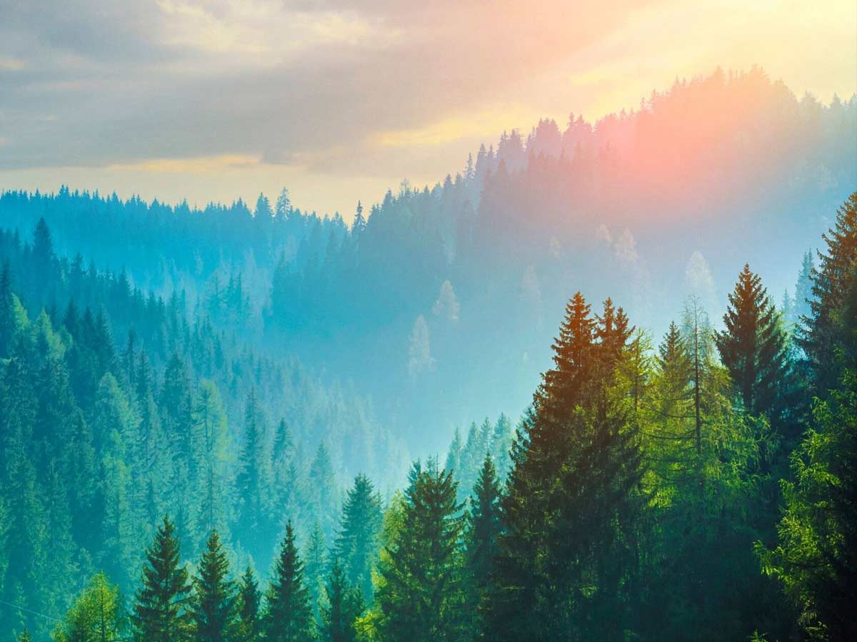 What is a Forest Ecosystem?