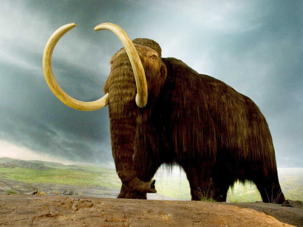 10 Extinct Animals that we all wanted to be in the World