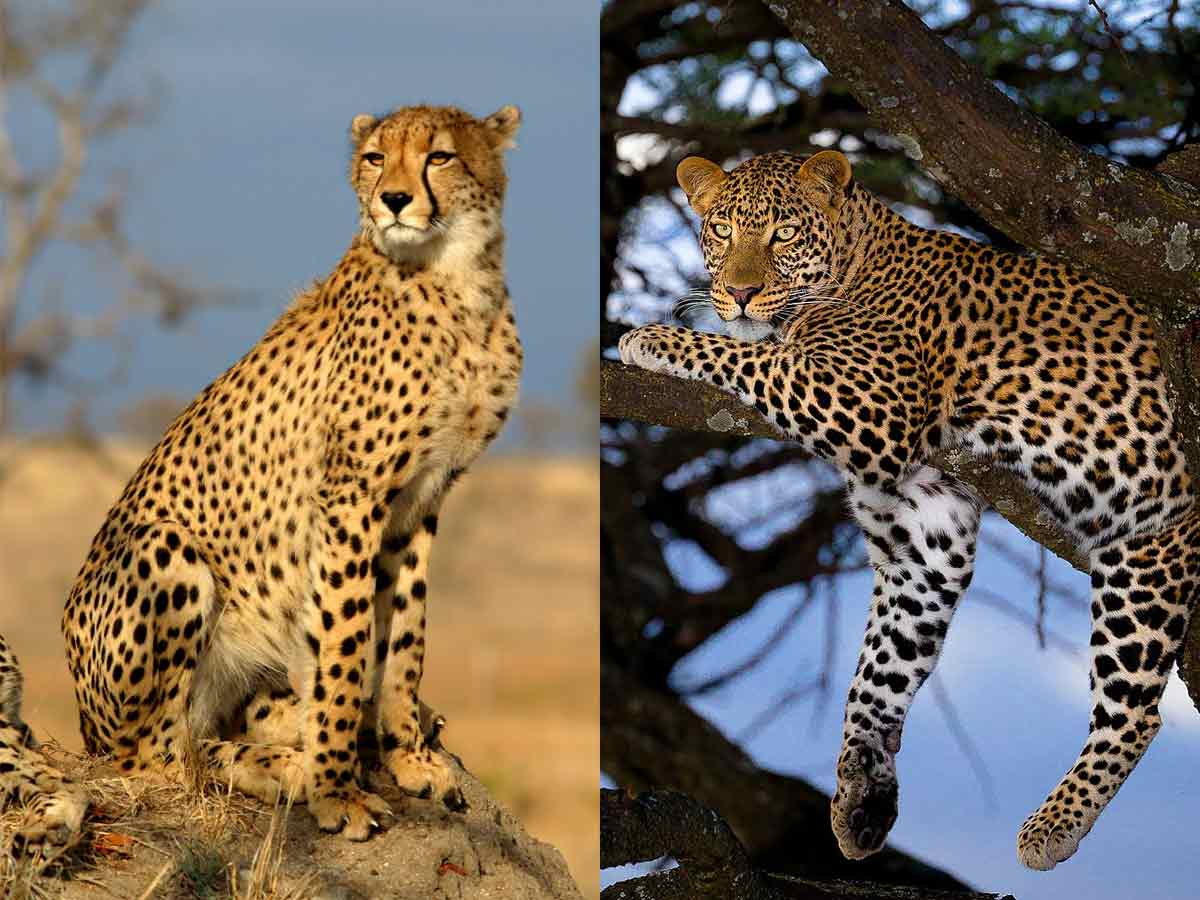 Diferença Entre Guepardo E Leopardo