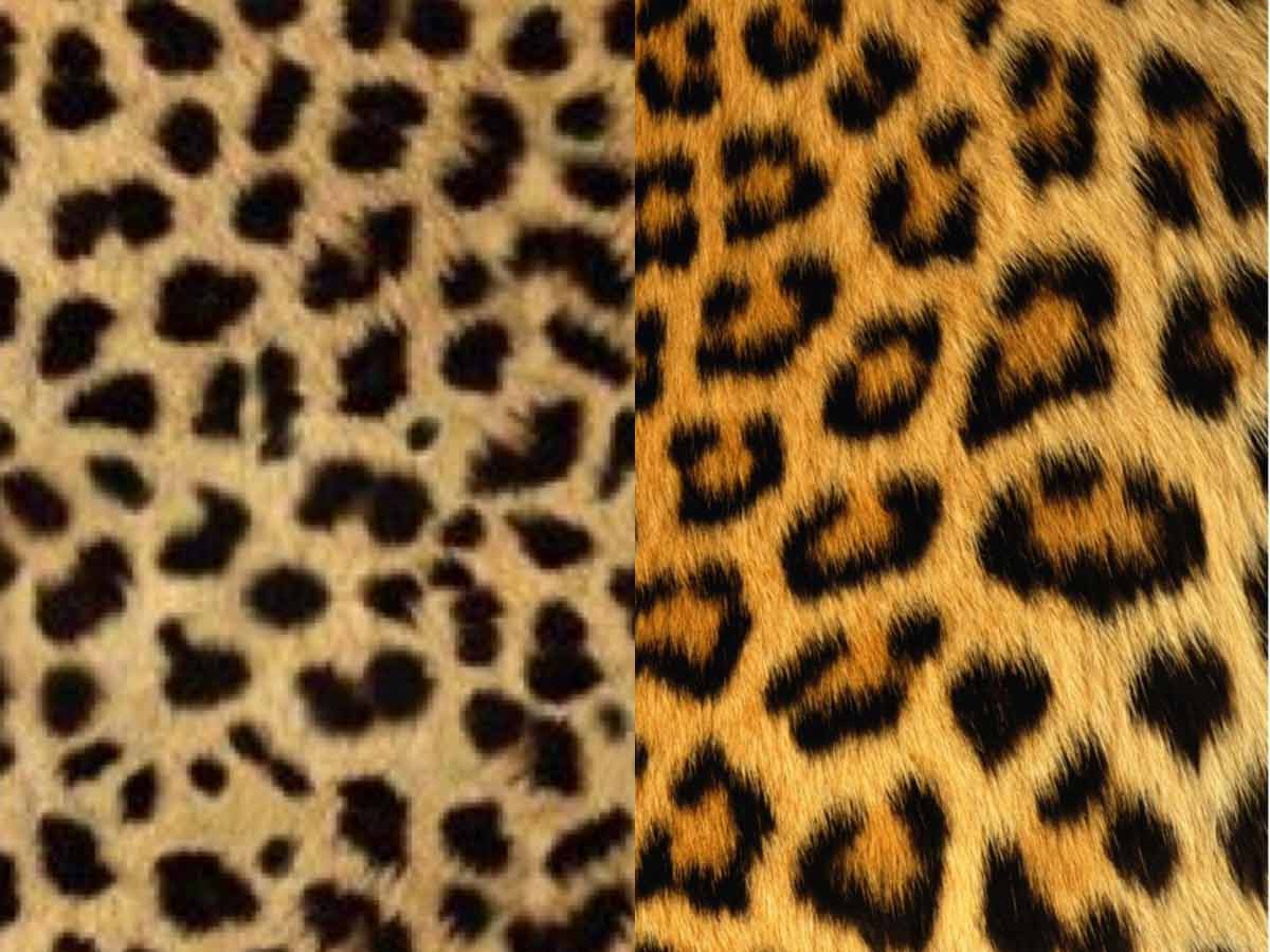 Cheetah vs Leopard Who will Win?