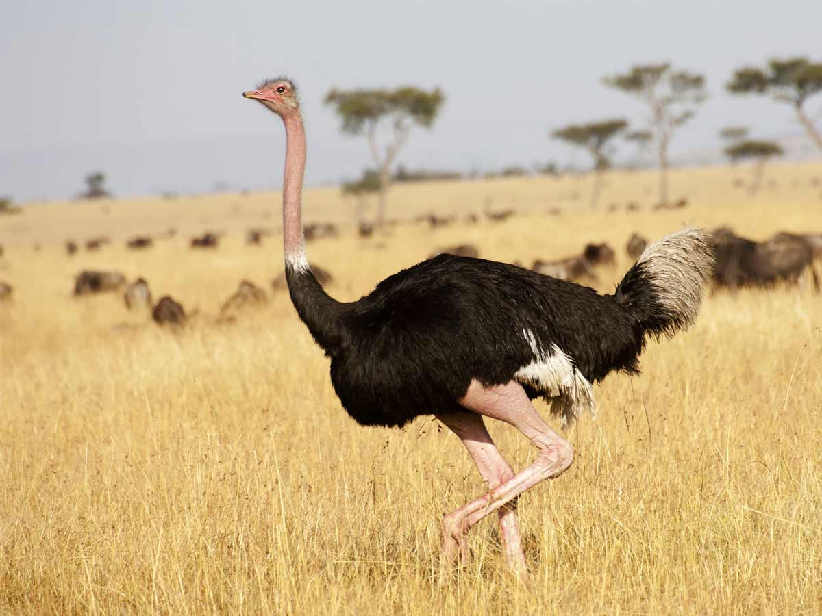 Top 10 Largest and Biggest Animals living on Earth