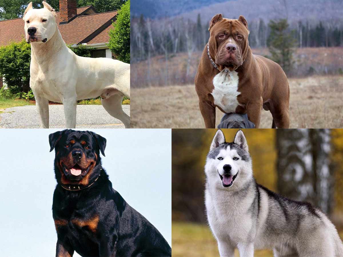 8 Strongest Dog in the World that you can Pet