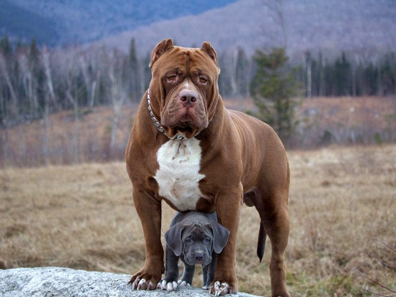 8-strongest-dog-in-the-world-that-you-can-pet