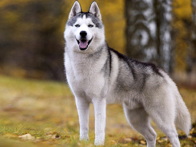 8 Strongest Dog in the World that you can Pet