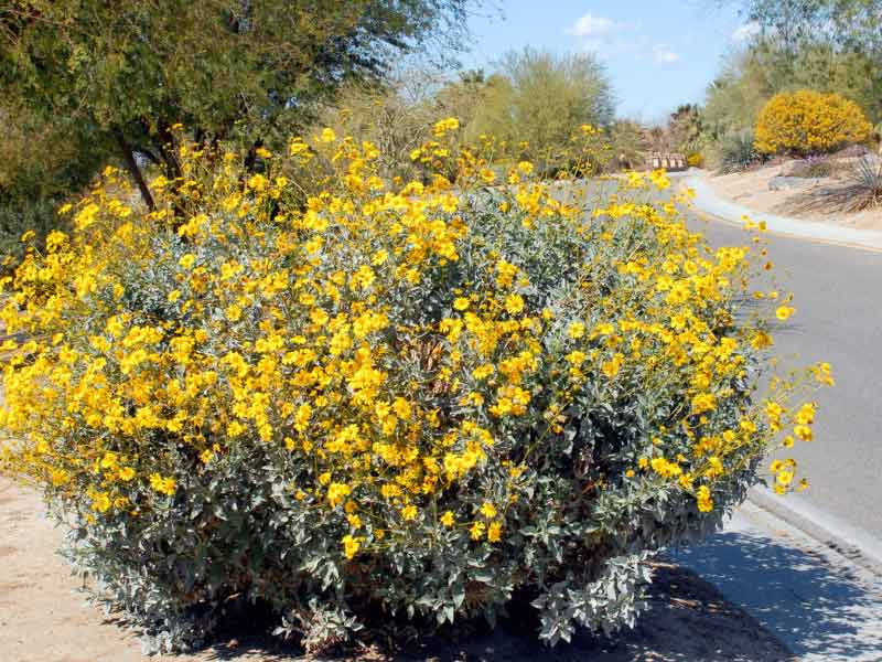 7 Plants in the Desert Survival of the Fittest
