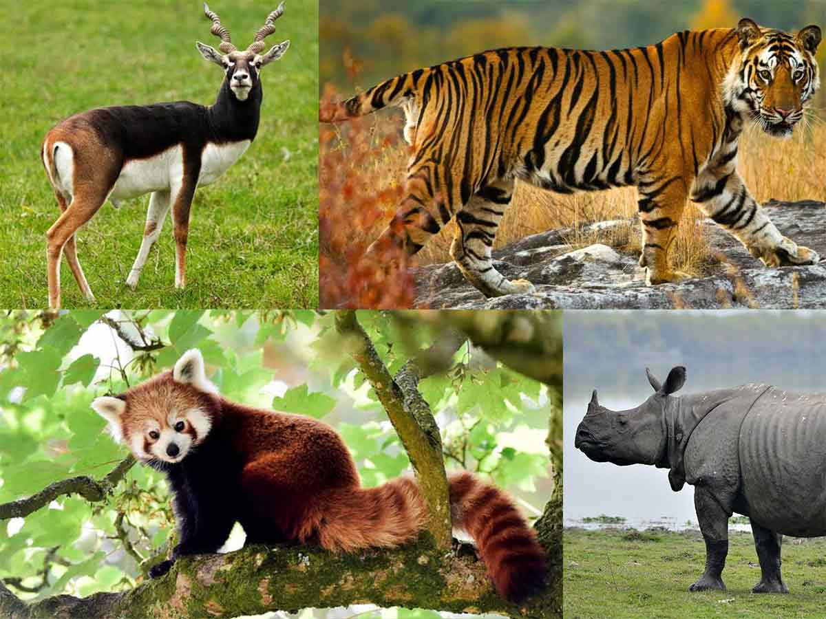 Endangered Animals In India Pictures