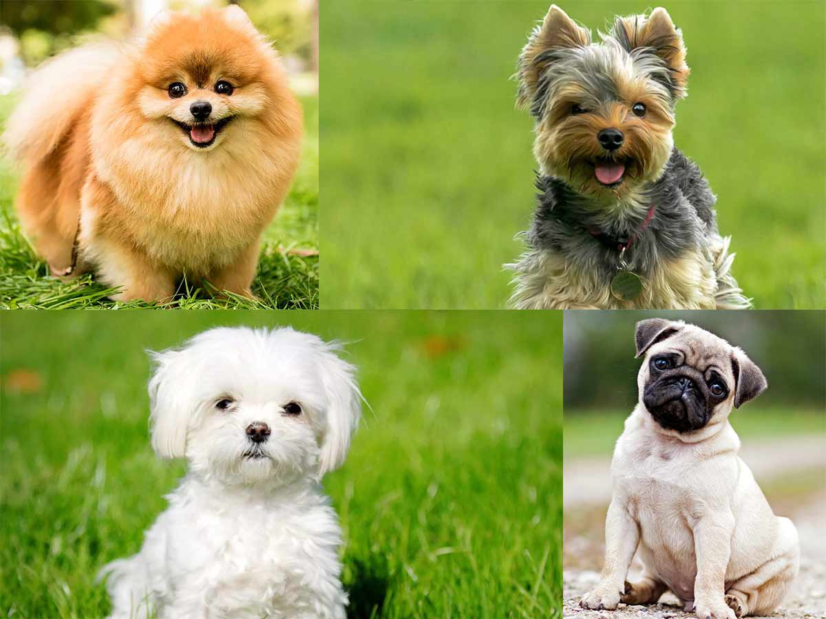 6 Small Dog Breeds, that can fit in your purse and Life