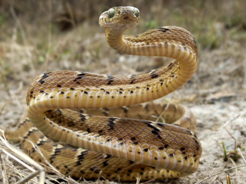 australia-s-10-most-venomous-snakes