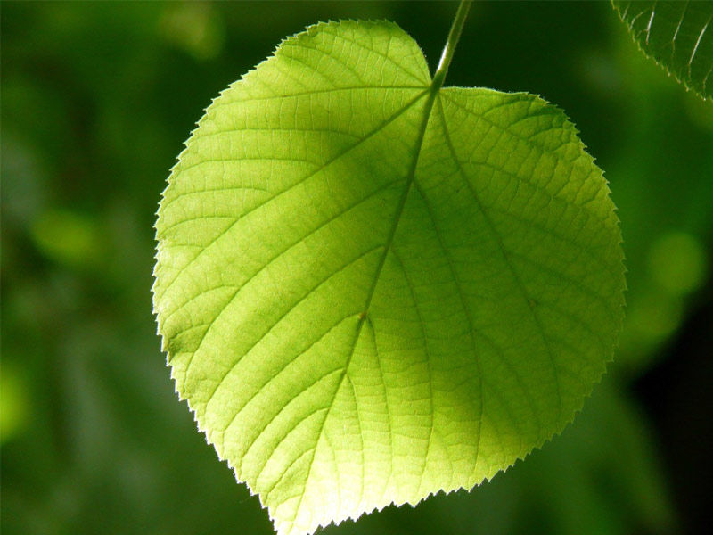 betel leaves