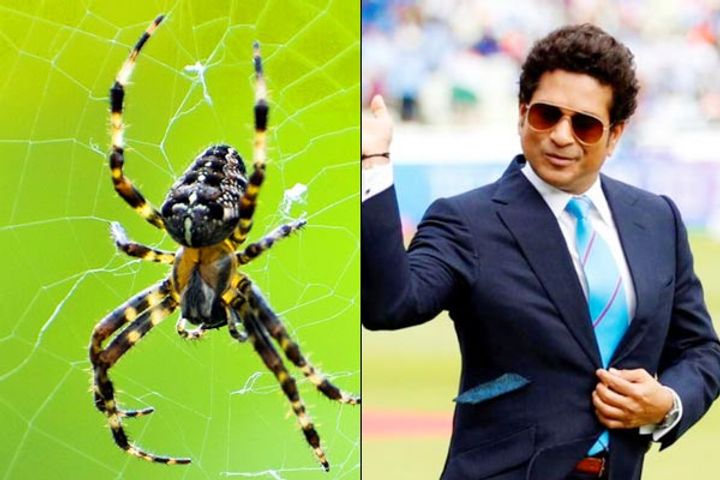 Marengo Sachin Tendulkar&rsquo the spider named after the master blaster