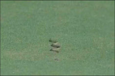 Snake stops play in Andhra-Vidarbha Ranji match 