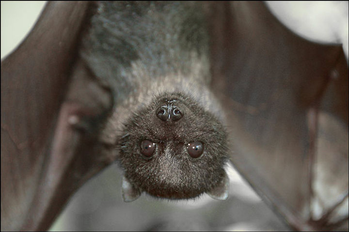 Bats make burnt forests their own whereabouts researchers claim