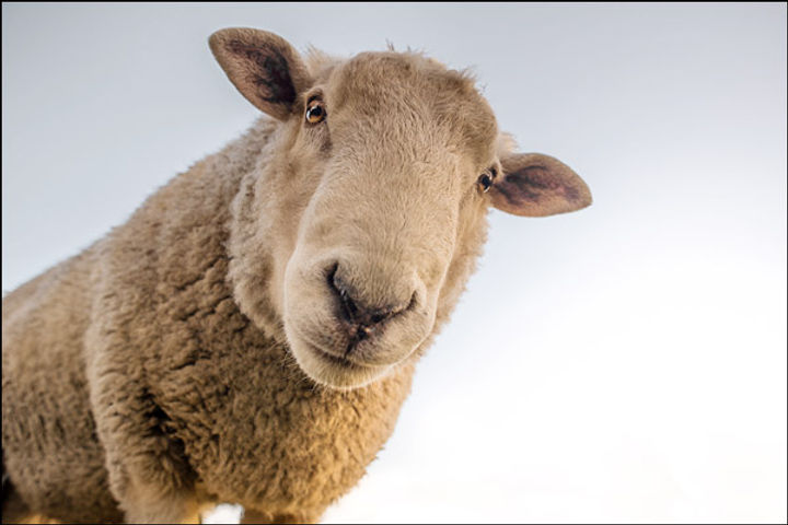 Pfizer has denied a bizarre claim that sheep went sex mad 