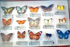 Dead butterflies and insect kites start selling online