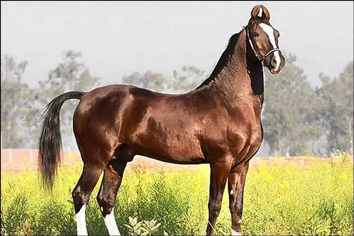 A horse worth 10 crores, know its maximum speed A horse worth 10 crores, know its maximum speed
