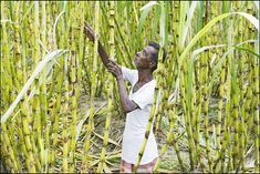 We are confident to fight Brazil  attack on India's sugarcane subsidies at WTO
