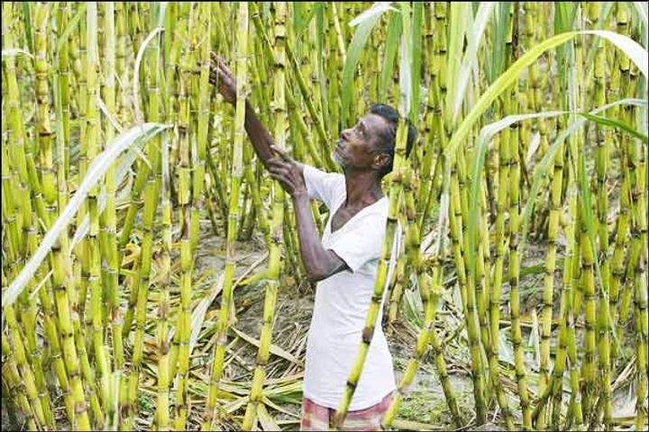 We are confident to fight Brazil  attack on India's sugarcane subsidies at WTO