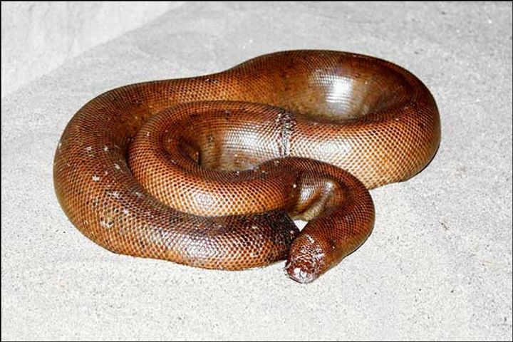 Red sand boa snake worth Rs 1.25 crore rescued in Madhya Pradesh