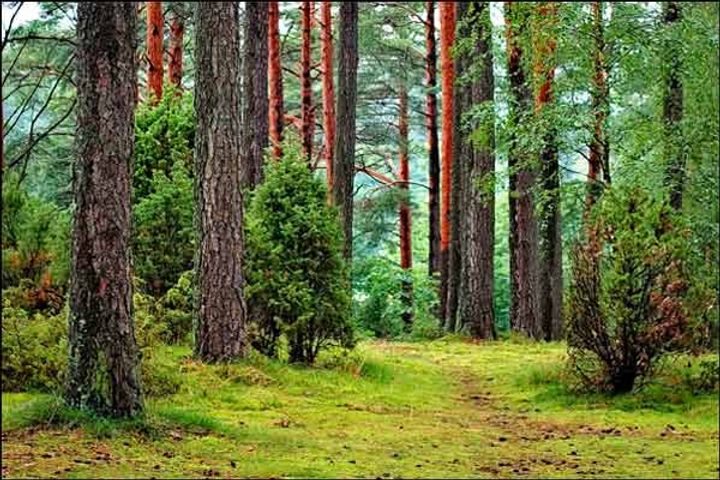Indian total forest cover has increased 0.56%