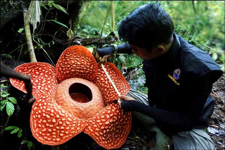 World  largest blooming flower found in Indonesia  know its merits