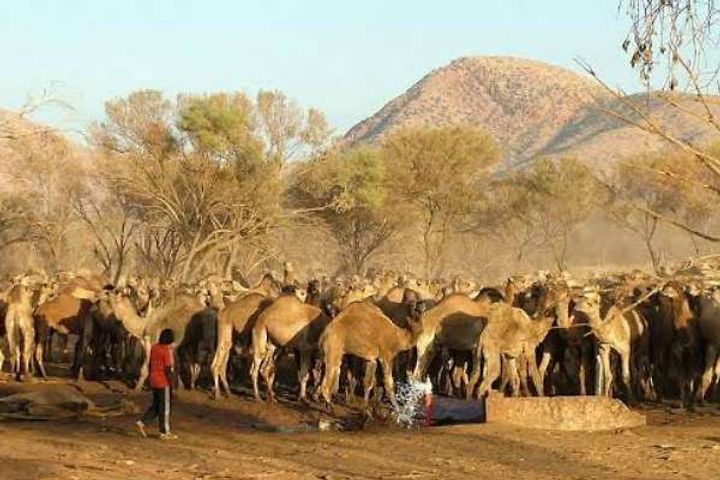 More than 10k  camels to be shot because they drink too much water