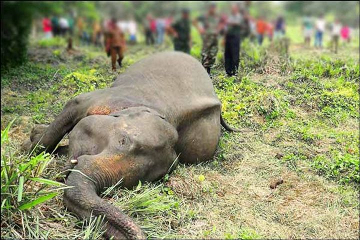 A record number of 361 elephants died in Sri Lanka in 2019