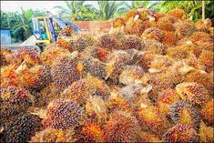 India stops palm oil import from Malaysia  