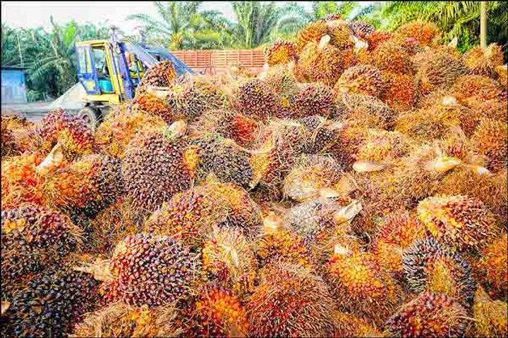 India stops palm oil import from Malaysia  