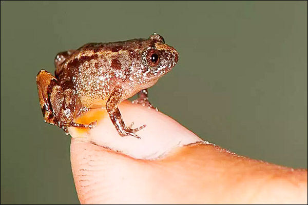 ZSI Scientists have discovered three new species of tiny frogs