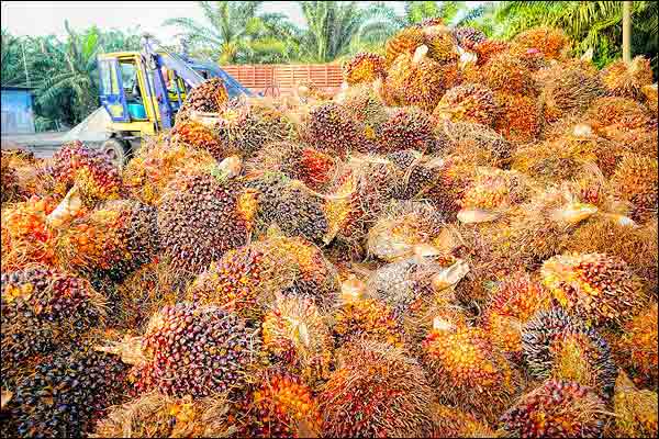 Malaysian airs loose talks started on palm oil from India