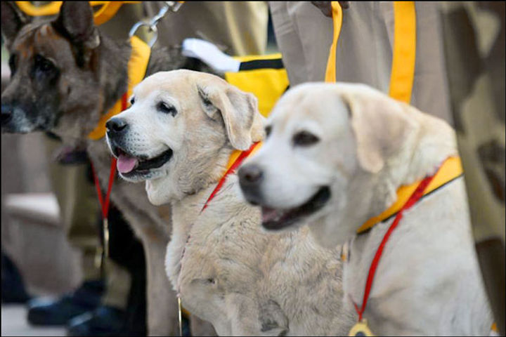 India first war memorial names of martyr animals will be recorded India first war memorial names of martyr animals will be recorded