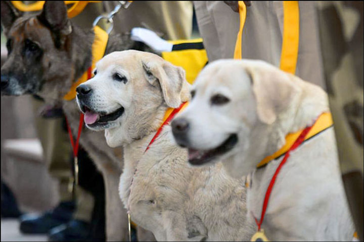 India  first war memorial  names of martyr animals will be recorded