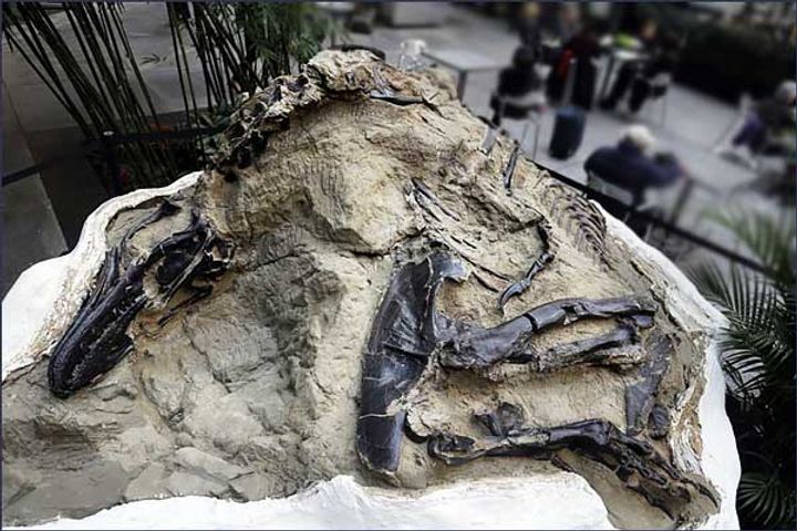 120 m Year Old Fossil of Dinosaur With Complete Skeleton and Feathers Discovered in China
