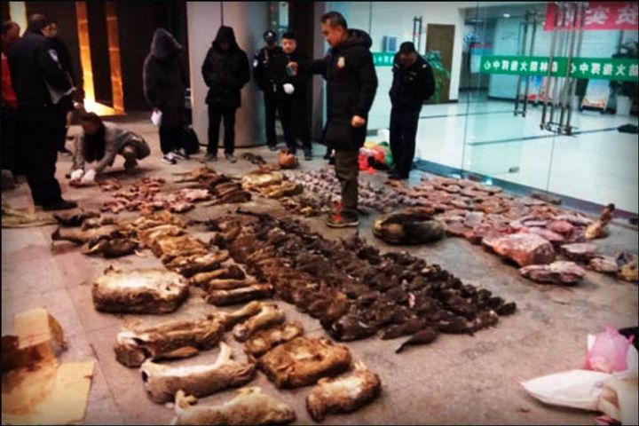 China bans wild animal trade until coronavirus epidemic is eliminated