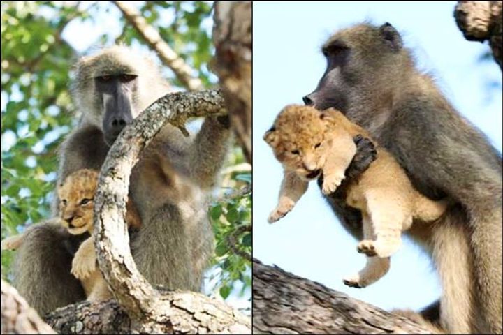 Baboon seen carrying little lion cub in South Africa