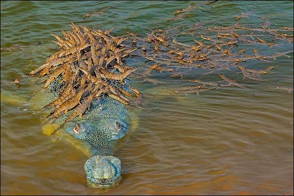 Picture of This Father Gharial Carrying Its Young Ones on the Back Wins Internet
