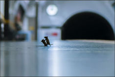 Photo of mice squabbling on subway platform wins prestigious photography award