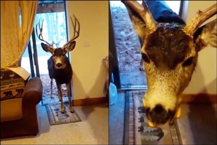 Colorado woman fined for feeding deer in home